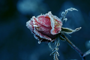 五大联赛战术盘点,英超球队的独特魅力在哪里